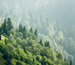 forest